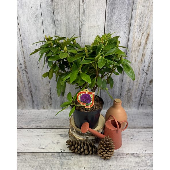 'Polarnacht' - różanecznik wielkokwiatowy
Rhododendron hybridum 'Polarnacht'