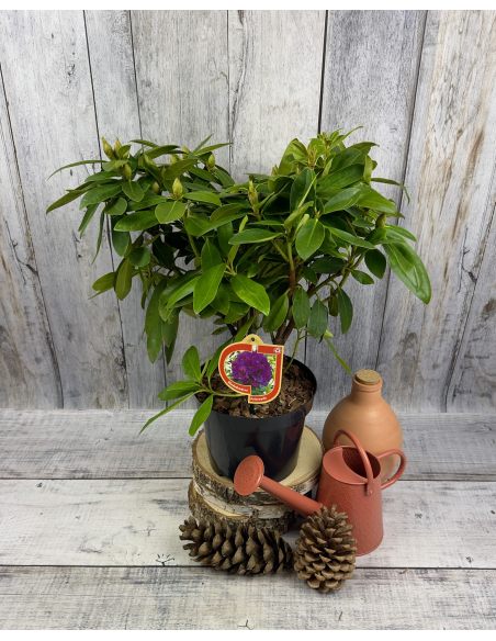 'Polarnacht' - różanecznik wielkokwiatowy
Rhododendron hybridum 'Polarnacht'