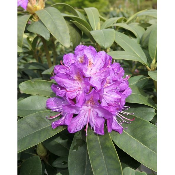 'Purpureum Grandiflorum' - różanecznik wielkokwiatowy
Rhododendron hybridum 'Purpureum Grandiflorum'