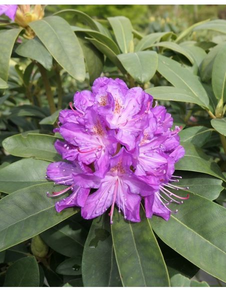 'Purpureum Grandiflorum' - różanecznik wielkokwiatowy
Rhododendron hybridum 'Purpureum Grandiflorum'