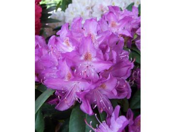 'Purpureum Grandiflorum' - różanecznik wielkokwiatowy
Rhododendron hybridum 'Purpureum Grandiflorum'