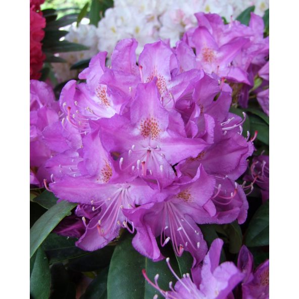 'Purpureum Grandiflorum' - różanecznik wielkokwiatowy
Rhododendron hybridum 'Purpureum Grandiflorum'