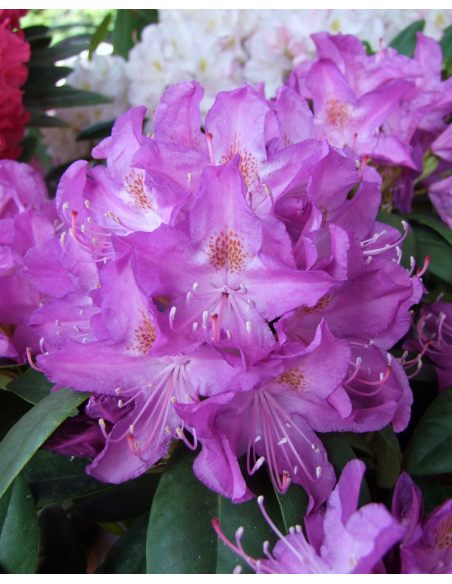 'Purpureum Grandiflorum' - różanecznik wielkokwiatowy
Rhododendron hybridum 'Purpureum Grandiflorum'