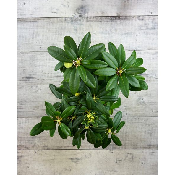 'Purpureum Grandiflorum' - różanecznik wielkokwiatowy
Rhododendron hybridum 'Purpureum Grandiflorum'