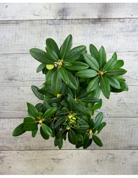 'Purpureum Grandiflorum' - różanecznik wielkokwiatowy
Rhododendron hybridum 'Purpureum Grandiflorum'