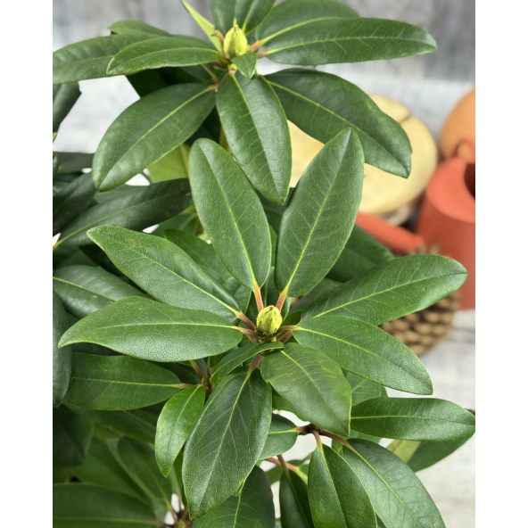 'Purpureum Grandiflorum' - różanecznik wielkokwiatowy
Rhododendron hybridum 'Purpureum Grandiflorum'