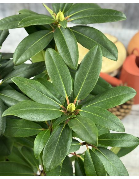 'Purpureum Grandiflorum' - różanecznik wielkokwiatowy
Rhododendron hybridum 'Purpureum Grandiflorum'