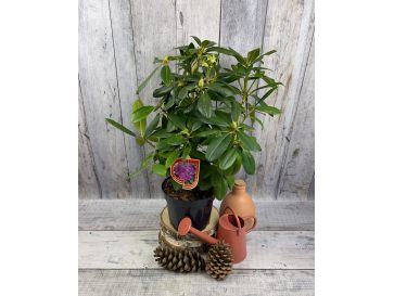 'Purpureum Grandiflorum' - różanecznik wielkokwiatowy
Rhododendron hybridum 'Purpureum Grandiflorum' 2