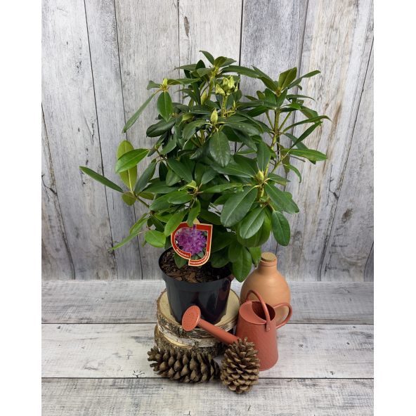 'Purpureum Grandiflorum' - różanecznik wielkokwiatowy
Rhododendron hybridum 'Purpureum Grandiflorum'