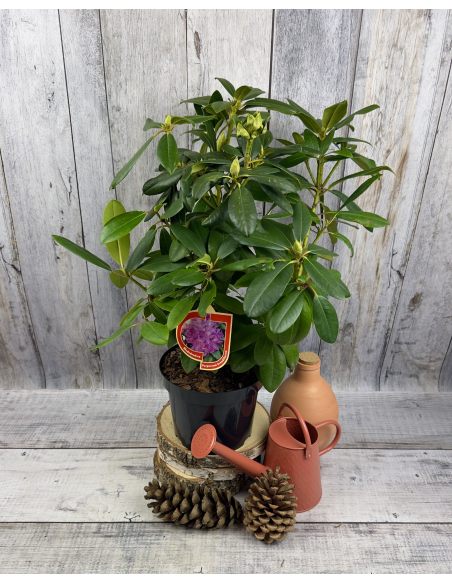 'Purpureum Grandiflorum' - różanecznik wielkokwiatowy
Rhododendron hybridum 'Purpureum Grandiflorum'