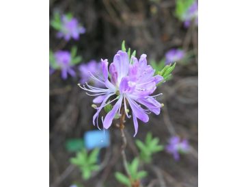 azalia kanadyjska
Rhododendron canadense