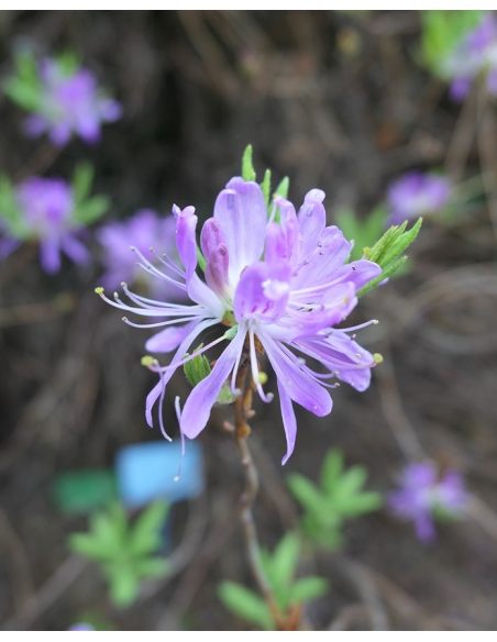 azalia kanadyjska
Rhododendron canadense