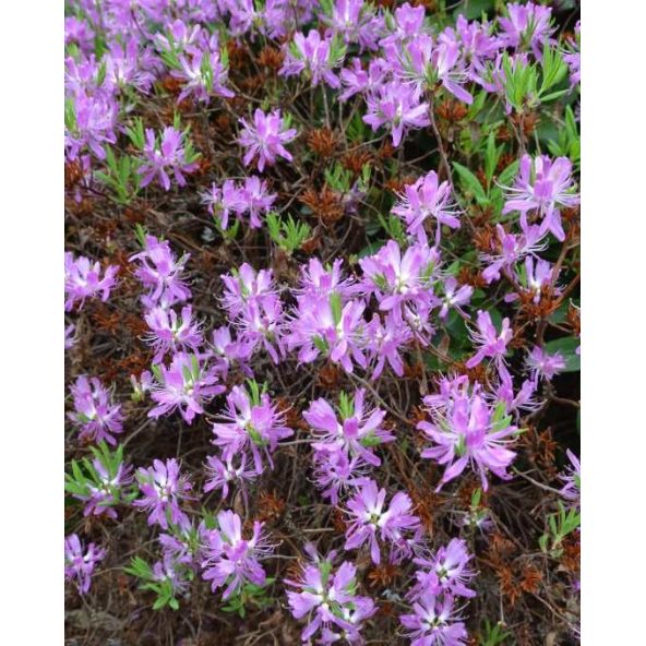 azalia kanadyjska
Rhododendron canadense