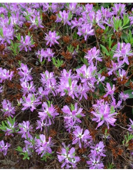 azalia kanadyjska
Rhododendron canadense