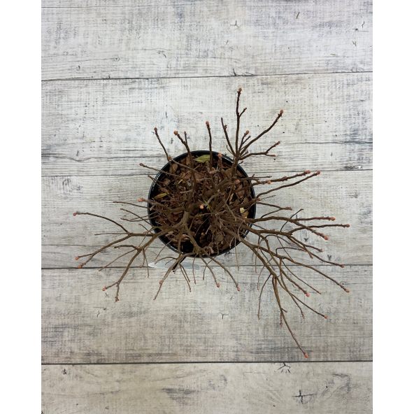 azalia kanadyjska
Rhododendron canadense