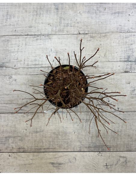 azalia kanadyjska
Rhododendron canadense