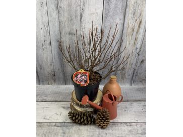 azalia kanadyjska
Rhododendron canadense 2