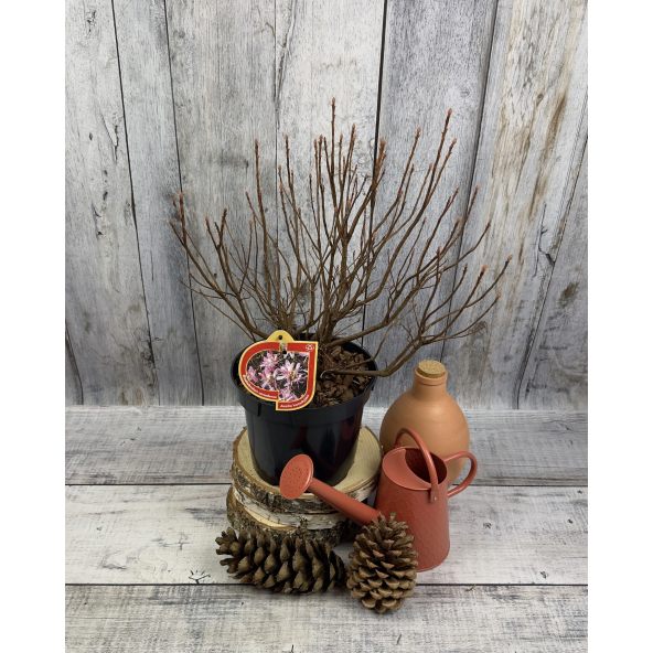 azalia kanadyjska
Rhododendron canadense