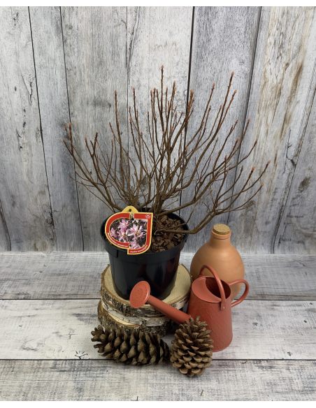 azalia kanadyjska
Rhododendron canadense