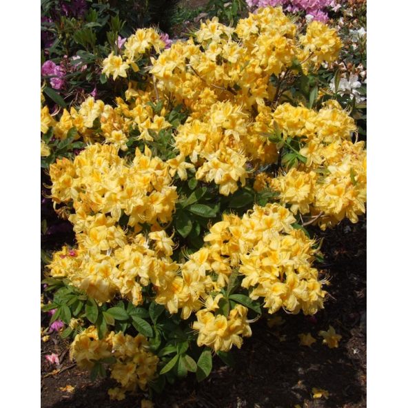 'Golden Sunset' - azalia wielkokwiatowa
Rhododendron (Azalea) 'Golden Sunset'