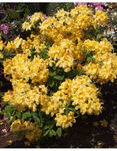 'Golden Sunset' - azalia wielkokwiatowa
Rhododendron (Azalea) 'Golden Sunset'