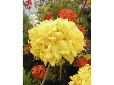 'Golden Sunset' - azalia wielkokwiatowa
Rhododendron (Azalea) 'Golden Sunset'