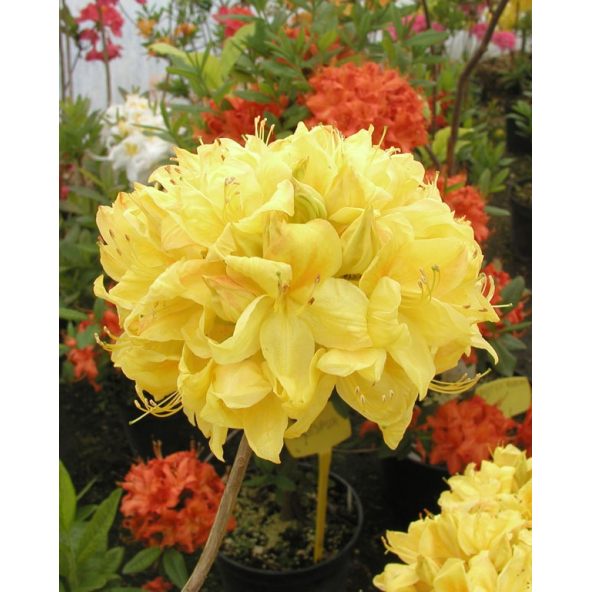 'Golden Sunset' - azalia wielkokwiatowa
Rhododendron (Azalea) 'Golden Sunset'