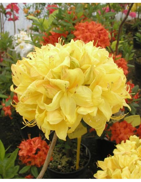 'Golden Sunset' - azalia wielkokwiatowa
Rhododendron (Azalea) 'Golden Sunset'