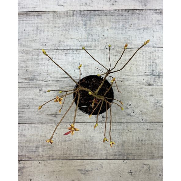 'Golden Sunset' - azalia wielkokwiatowa
Rhododendron (Azalea) 'Golden Sunset'