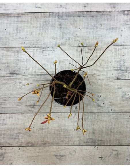 'Golden Sunset' - azalia wielkokwiatowa
Rhododendron (Azalea) 'Golden Sunset'