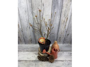 'Golden Sunset' - azalia wielkokwiatowa
Rhododendron (Azalea) 'Golden Sunset' 2