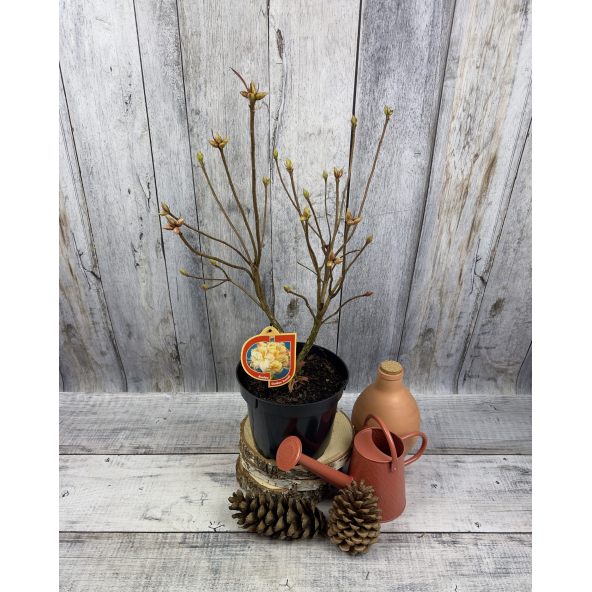 'Golden Sunset' - azalia wielkokwiatowa
Rhododendron (Azalea) 'Golden Sunset'