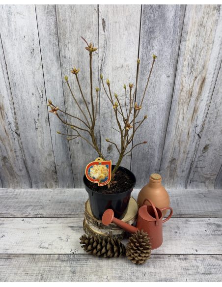 'Golden Sunset' - azalia wielkokwiatowa
Rhododendron (Azalea) 'Golden Sunset'