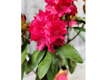 'Astrid' - różanecznik jakuszimański 
Rhododendron yakushimanum 'Astrid' 2