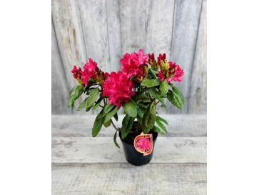 'Astrid' - różanecznik jakuszimański 
Rhododendron yakushimanum 'Astrid' 2