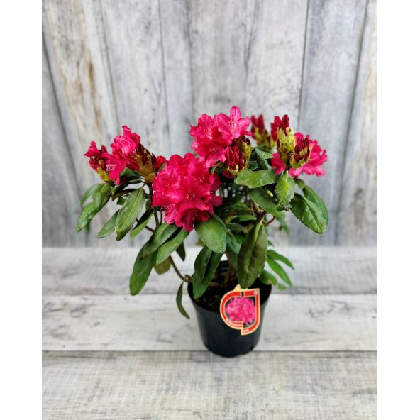 'Astrid' - różanecznik jakuszimański 
Rhododendron yakushimanum 'Astrid'
