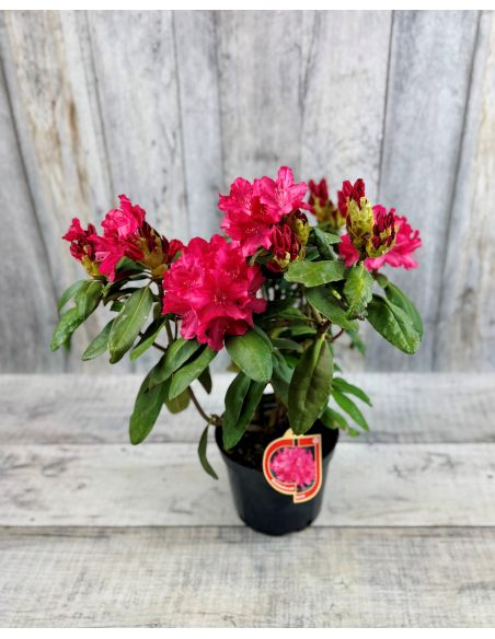 'Astrid' - różanecznik jakuszimański 
Rhododendron yakushimanum 'Astrid'