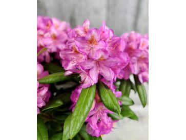'Becca' - różanecznik wielkokwiatowy
Rhododendron hybridum 'Becca'
('Helsinki University' x 'Blue Bell')