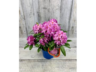 'Becca' - różanecznik wielkokwiatowy
Rhododendron hybridum 'Becca'
('Helsinki University' x 'Blue Bell') 2