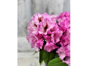 'Danuta' - różanecznik wielkokwiatowy
Rhododendron hybridum 'Danuta'