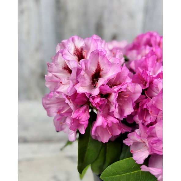 'Danuta' - różanecznik wielkokwiatowy
Rhododendron hybridum 'Danuta'
