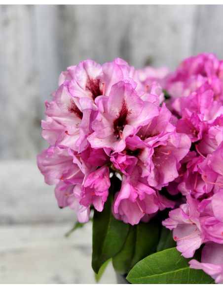 'Danuta' - różanecznik wielkokwiatowy
Rhododendron hybridum 'Danuta'