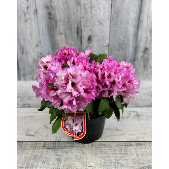 'Danuta' - różanecznik wielkokwiatowy
Rhododendron hybridum 'Danuta'