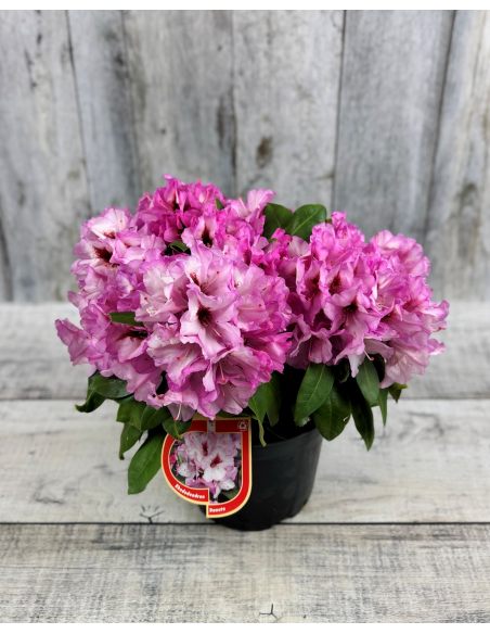 'Danuta' - różanecznik wielkokwiatowy
Rhododendron hybridum 'Danuta'