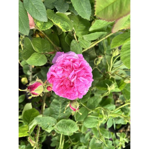 No. 3 - róża damasceńska
Rosa xdamascena No. 3