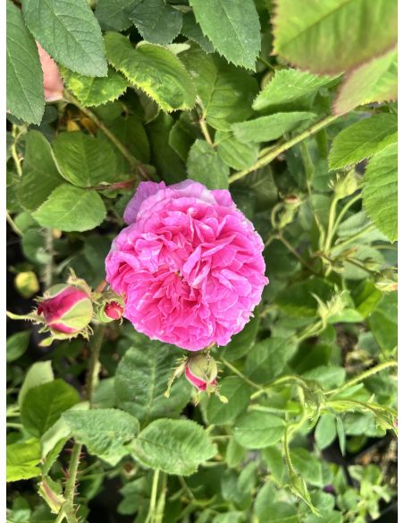 No. 3 - róża damasceńska
Rosa xdamascena No. 3
