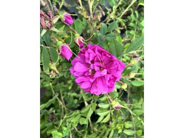 No. 6 - róża damasceńska
Rosa xdamascena No. 6 2