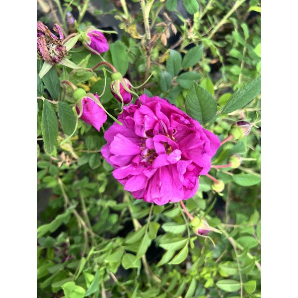 No. 6 - róża damasceńska
Rosa xdamascena No. 6