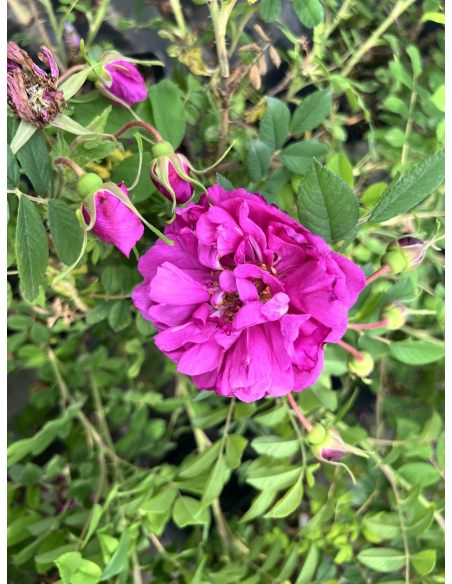 No. 6 - róża damasceńska
Rosa xdamascena No. 6
