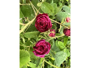 No. 5 - róża stulistna
Rosa xcentifolia No. 5 2